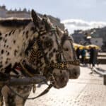 Voetbalreizen - Voetbalreis - Krakau - Holy War - Krakau Derby - Wisla - Cracovia